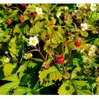 Wild Strawberry
