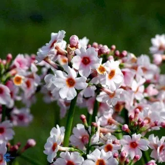Japanese Primrose