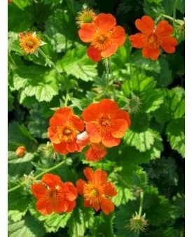 Avens