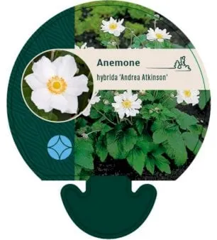 Autumn Anemone